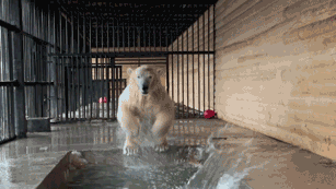 Купальный сезон открыт. Медвежонок из Петербурга показал, как радоваться весне