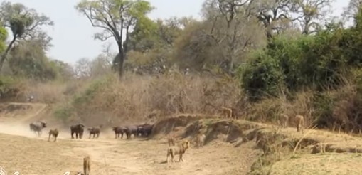 "Стенка на стенку": невероятные кадры сражения стада буйволов с прайдом львов