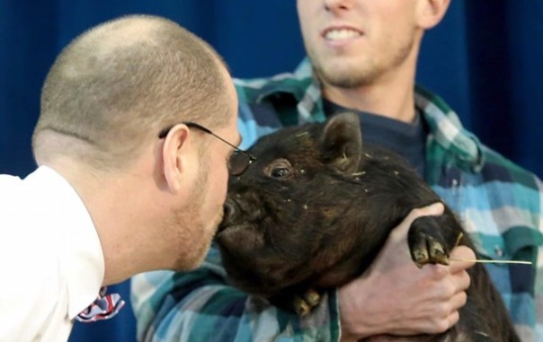 В США директор школы проиграл спор и поцеловал свинью