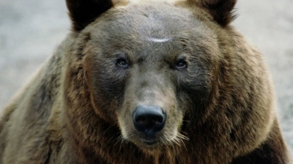 CrossTalk. Они напрашиваются на драку — британский историк