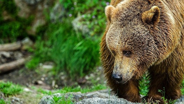 Медведь поправил ракурс видеоловушки и гордо прошелся перед объективом