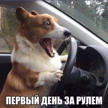 Пес в Китае угнал грузовик хозяина и разнес магазин