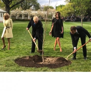 Помните, как Макрон и Трамп сажали дерево? Оно куда-то исчезло