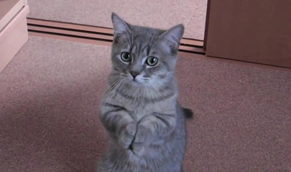 Тапок судьбы