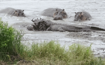 Бегемоты отбили антилопу у крокодилов и проводили её до берега (видео)