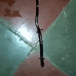 Что это за тварь? Видео с существом, похожим на змею с ногами, стало вирусным