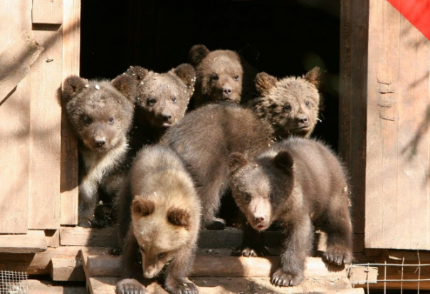 Детский сад для медвежат