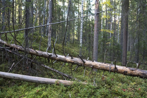Путин подписал закон о валежнике: почему радуются походники