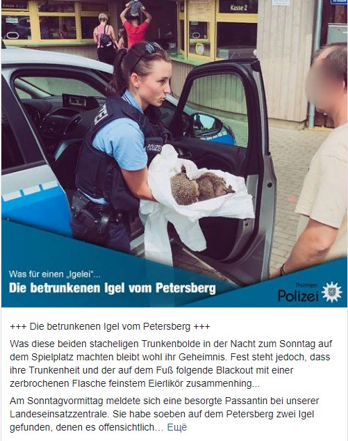 В Германии полицейские спасли двух ежей с похмельем