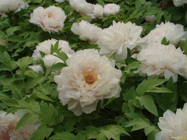 В Китае расцвел 300-летний куст пионов