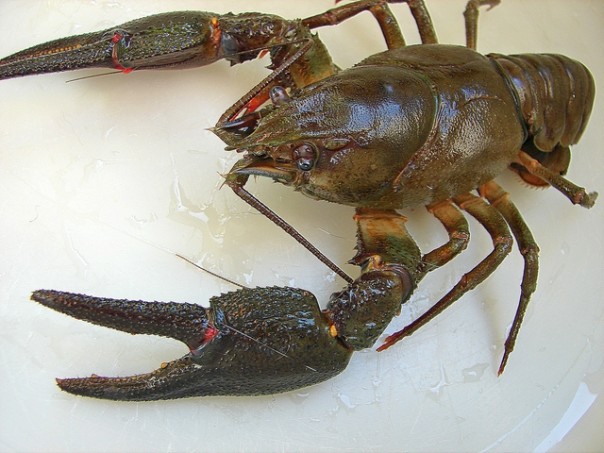 Рак оторвал себе клешню, чтобы вырваться из кастрюли с кипятком