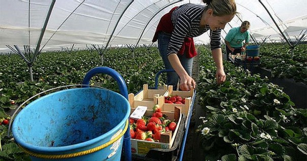 Украинцы превратили польскую клубнику в дерьмо