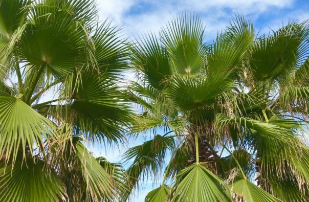 Россия в этом году на четверть нарастила импорт пальмового масла