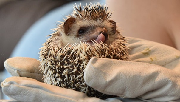 В Германии полицейские спасли двух ежей с похмельем