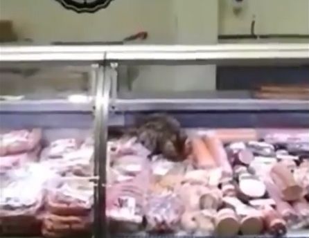 В мясной витрине киевского супермаркета нашли кота