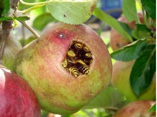 Две свободы, две войны