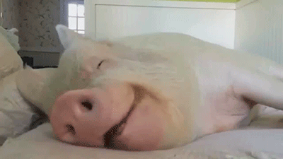 Сказочка о том, как Поросёнку приходит кончик