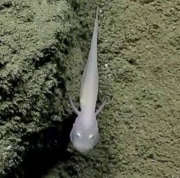 Как выглядит рыба-призрак со дна Марианской впадины