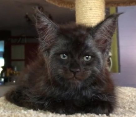 "Человек застрял в кошке": Кот с человеческим лицом шокировал пользователей Сети