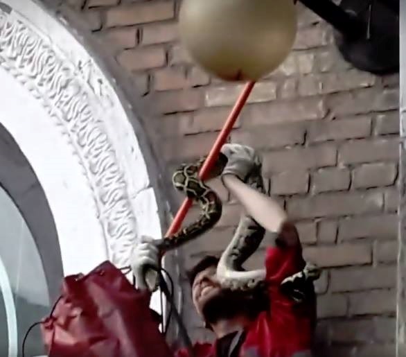 В центре Киева на фонарном столбе обнаружили двухметрового питона