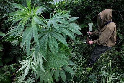 Марихуана вышла на биржу