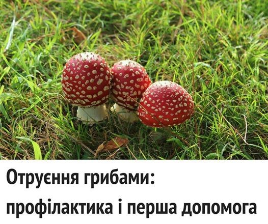 Глава Минздрава Украины рекомендовала гражданам не собирать грибы