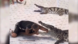 Крокодил чуть не оторвал дрессировщику руку во время шоу — видео