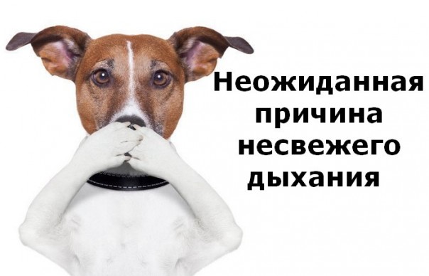 Что на самом деле провоцирует неприятный запах изо рта: неожиданная причина