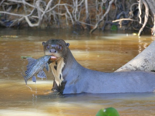 Речные волки