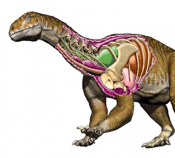 Открыт новый вид крупных динозавров