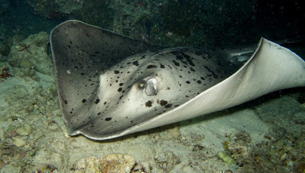 Плоские убийцы