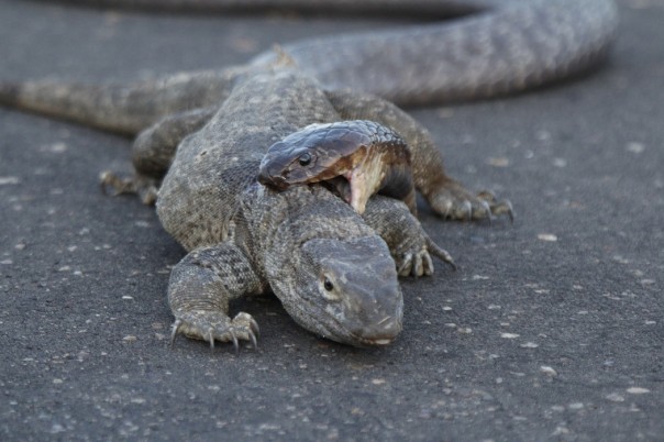 Смерть на голове: кобра охотится на варана