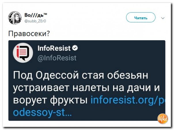 Под Одессой 9 обезьян сбежали из зоопарка и уже неделю грабят сады у дачников
