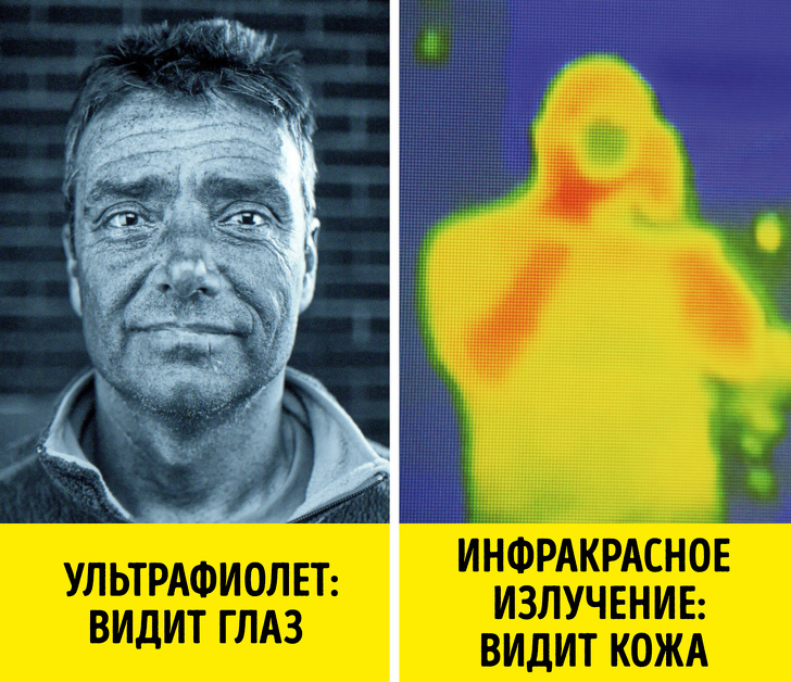 видимый спектр уф излучения. скорпион в ультрафиолете. люди видящие ультрафиолетовое излучение. диапазон длин волн видимого излучения. шкала длин волн электромагнитного излучения.