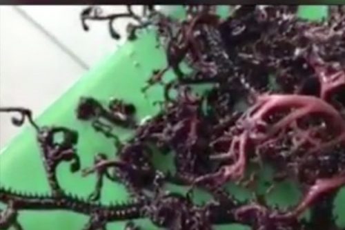 Таинственный “морской монстр” с сотнями щупалец приводит жителей Вьетнама в ужас