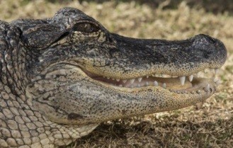 Аллигатору напечатали хвост на 3D-принтере: видео