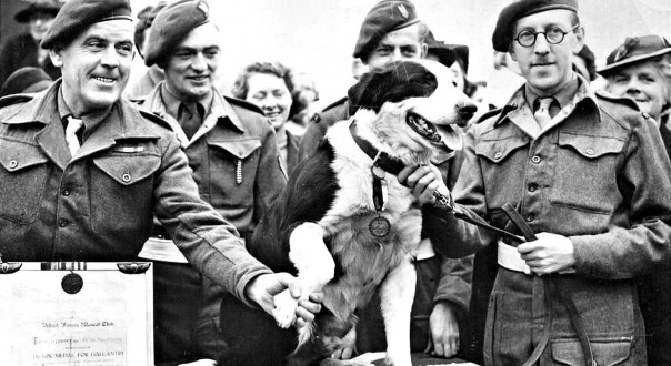 Животные на войне: за что дают медаль Марии Дикин?