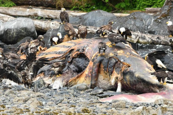 Рыбаки нашли выброшенное на берег гигантское чудище с огромными глазами и длинными "щупальцами"