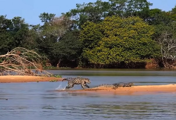 Ягуар атакует крокодила: видео