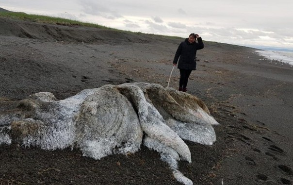 "Волосатый монстр" испугал жителей Камчатки