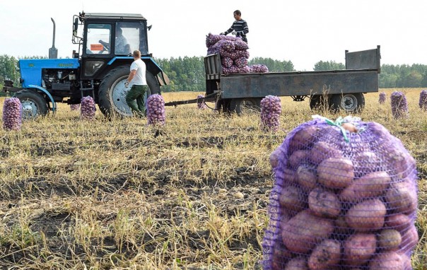 Брянскую область назвали мировым лидером по производству картофеля