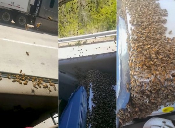 Как проехать 65 км с тысячами пчел в машине: видео