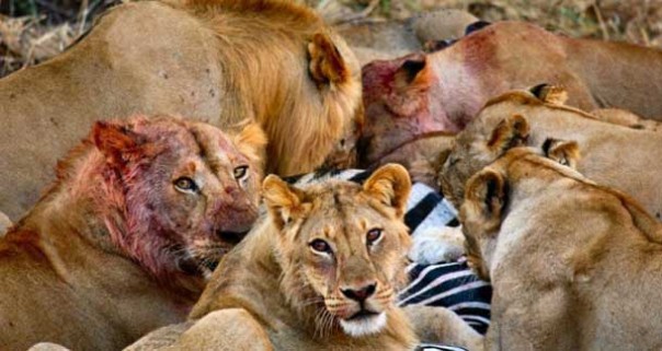 Михаил Хазин. Noblesse oblige — 2: На арене со львами