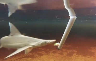 Ученые нашли травоядную акулу