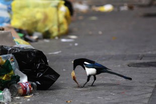 Швеция решила закупать в России мусор