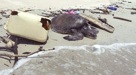 Пугающая находка: океан погибает от миллионов тонн мусора