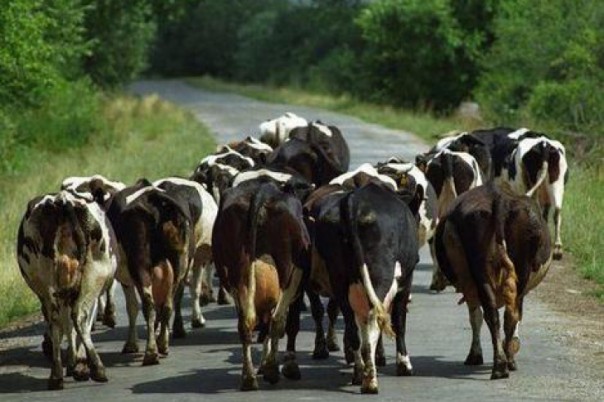 Даже крупный рогатый скот бежит с Украины
