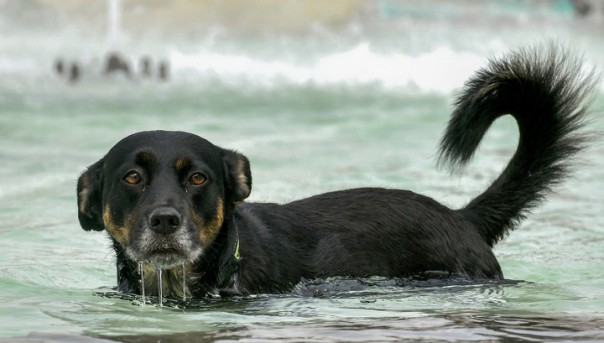Власти Ханоя попросили жителей не есть собак, чтобы не вредить репутации города