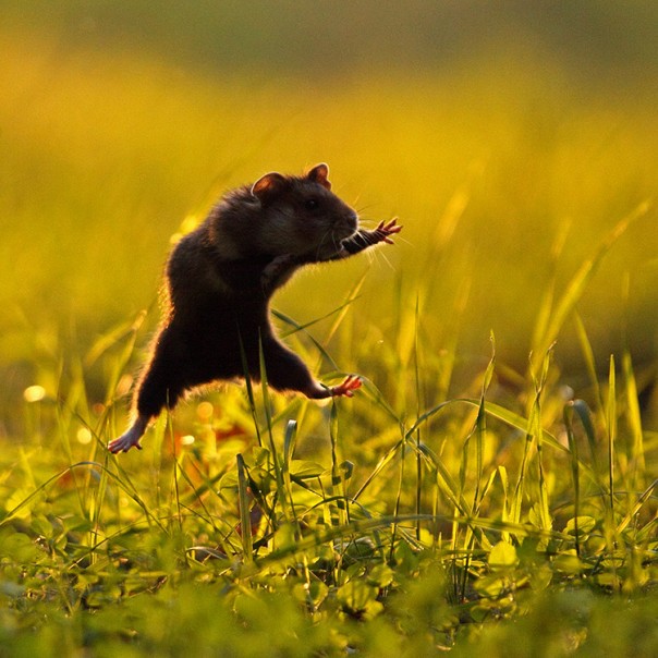 Дикий боевой хомяк
