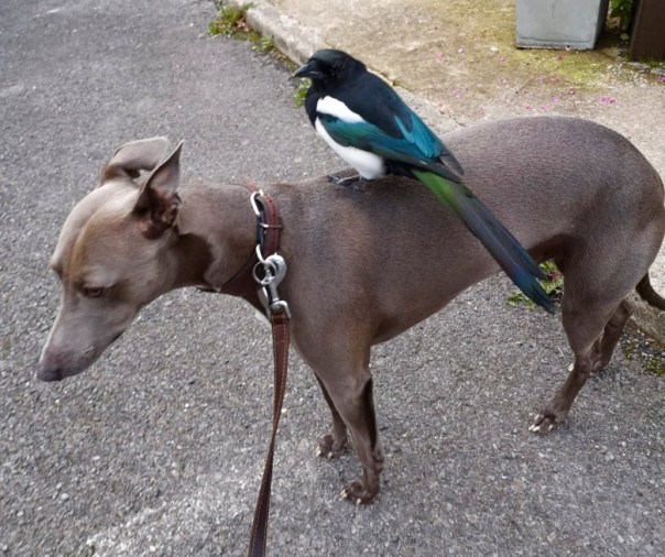 Собака и сорока — лучшие друзья: видео